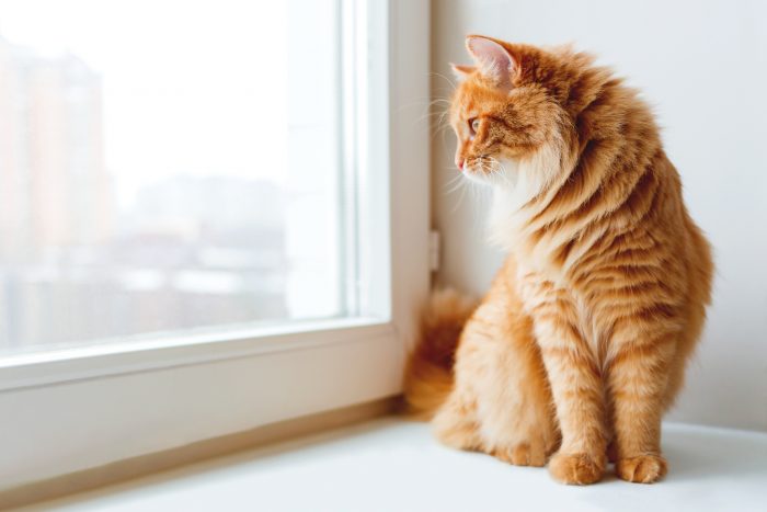 La mejor solución para proteger las ventanas y que el gato no se caiga