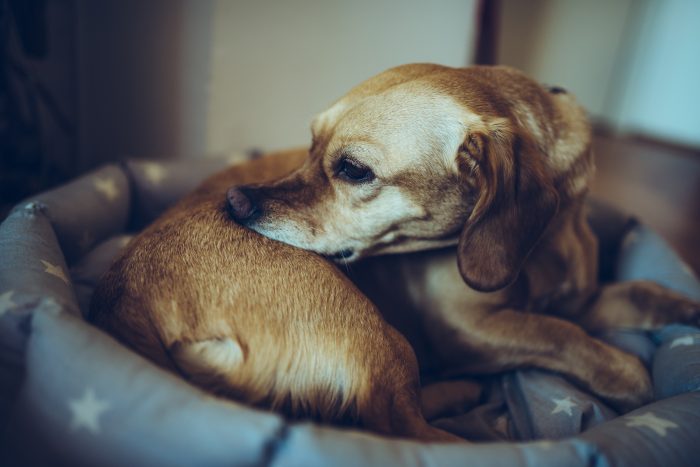 que frio es demasiado frio para los cachorros