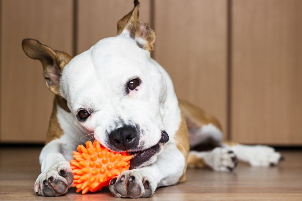 perro mordiendo pelota