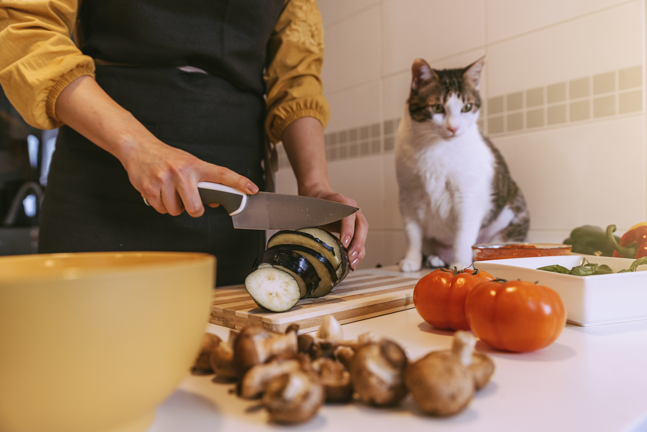 cocinar gato