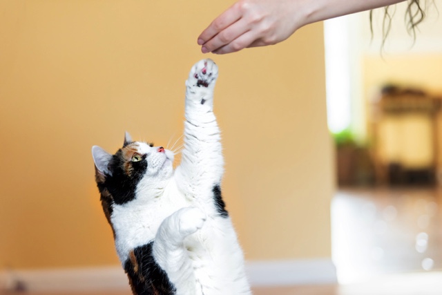 gato coge algo de una mano humana