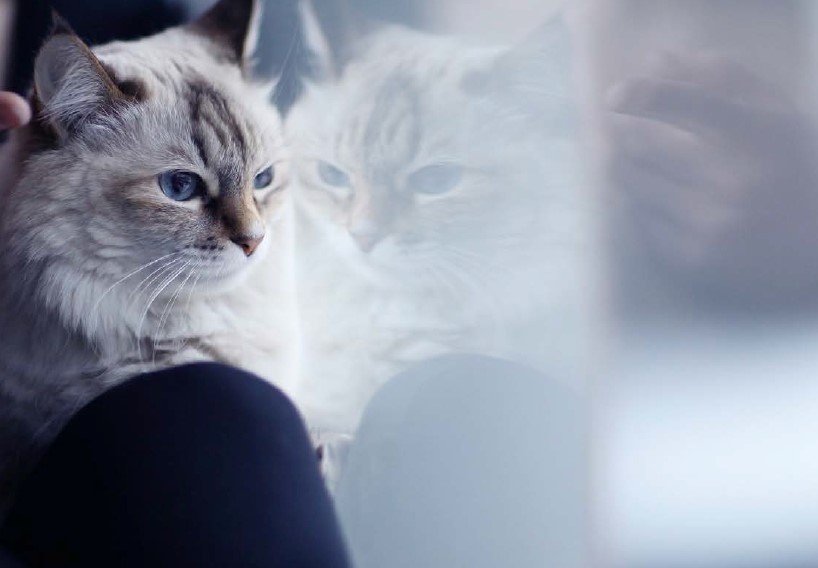 gato mira por la ventana