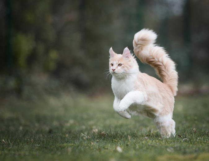 gato corre por la hierba