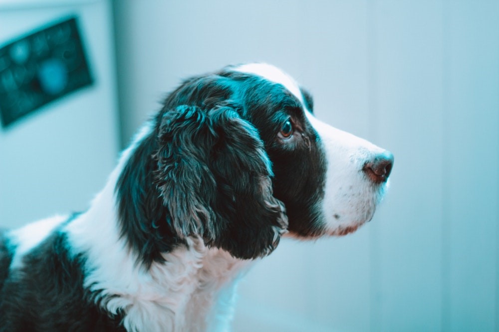 perro en fondo azul