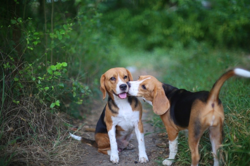 perros beagles bosque