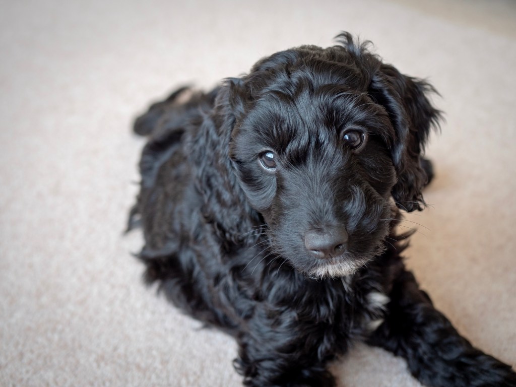 parvovirus perro negro