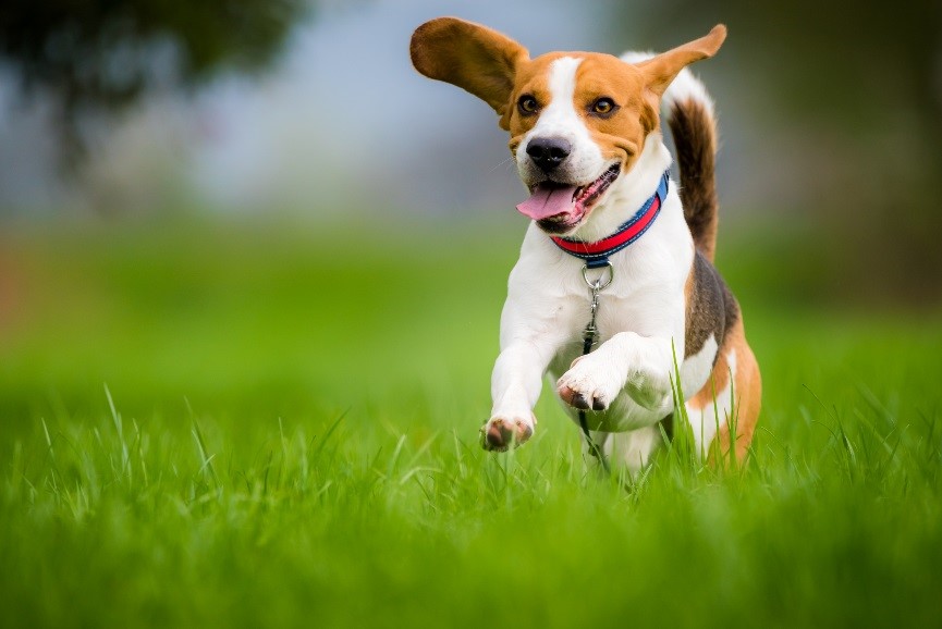 perro beagle corre