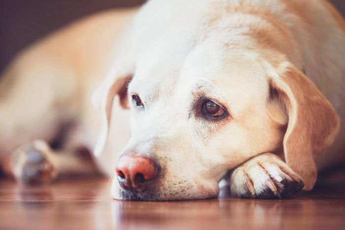 perro triste en el suelo