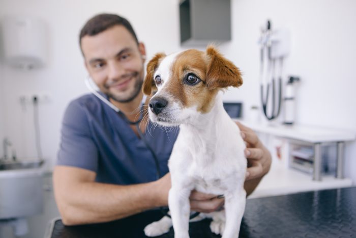 perro con veterinario