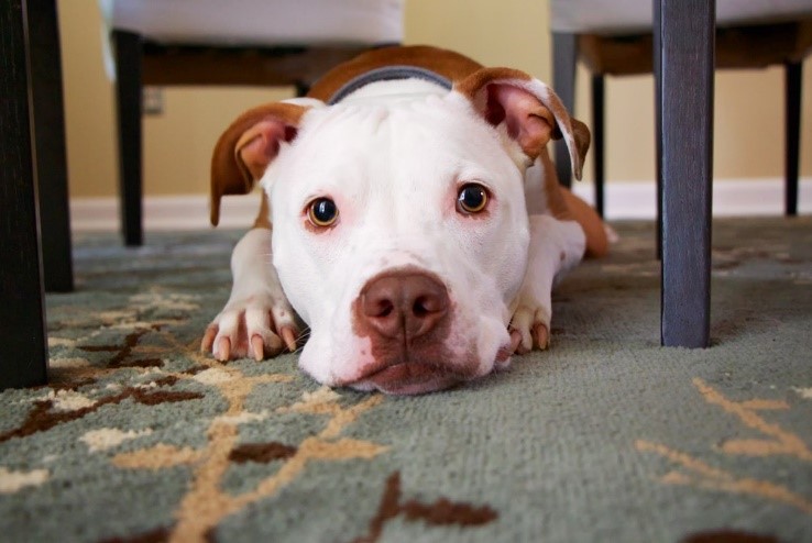 perro descansa en la alfombra