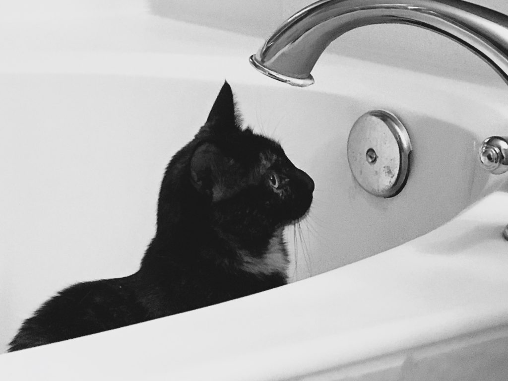 baño gatos pelo corto