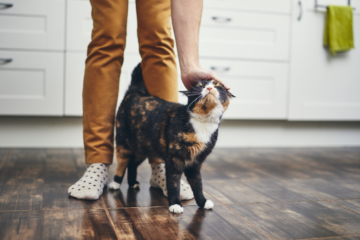 gato ronronea en piernas de dueño