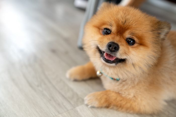 perro en suelo de madera