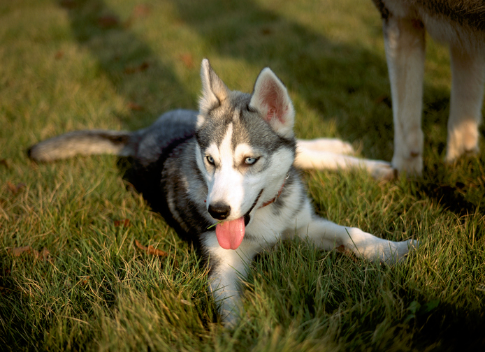 adoptar perro