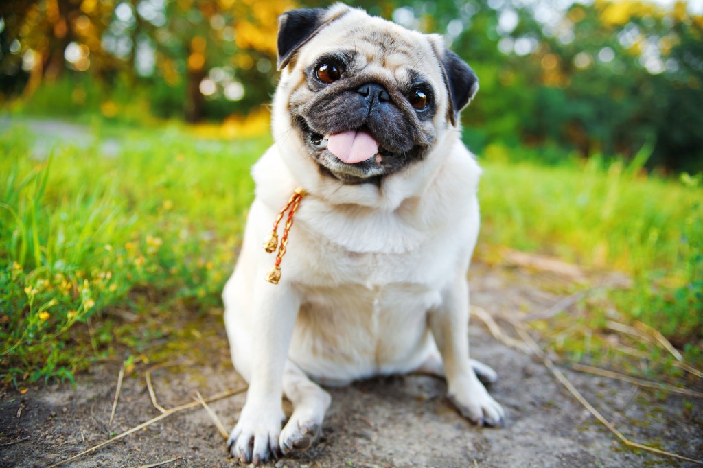 pug con lengua afuera