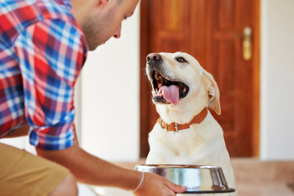 dueño pone comida a su perro