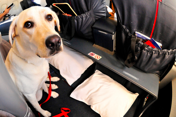 viajar con perro en avión