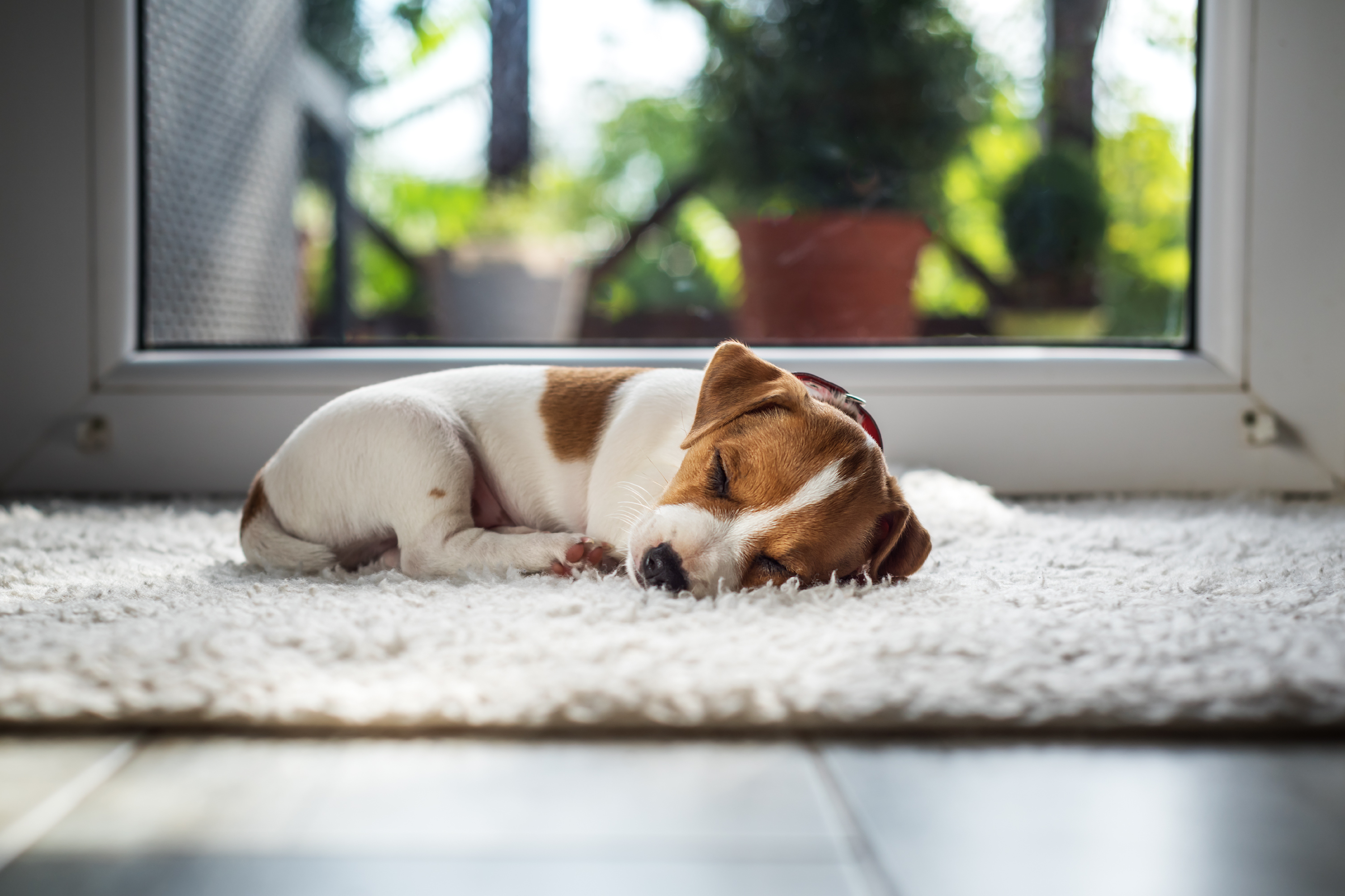 dormir cachorro