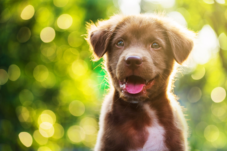 Cuidados del cachorro feliz