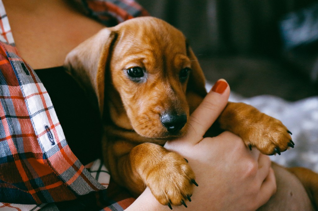 Cuidados del cachorro con mujer