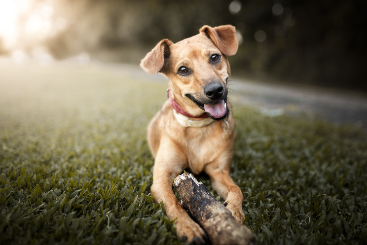 perro jugando