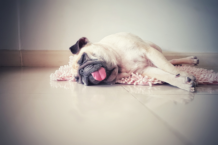 golpe de calor perro en el suelo