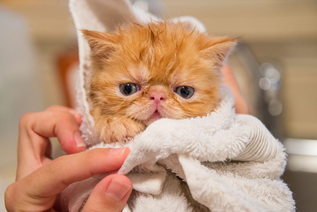 Baño gatos bebe
