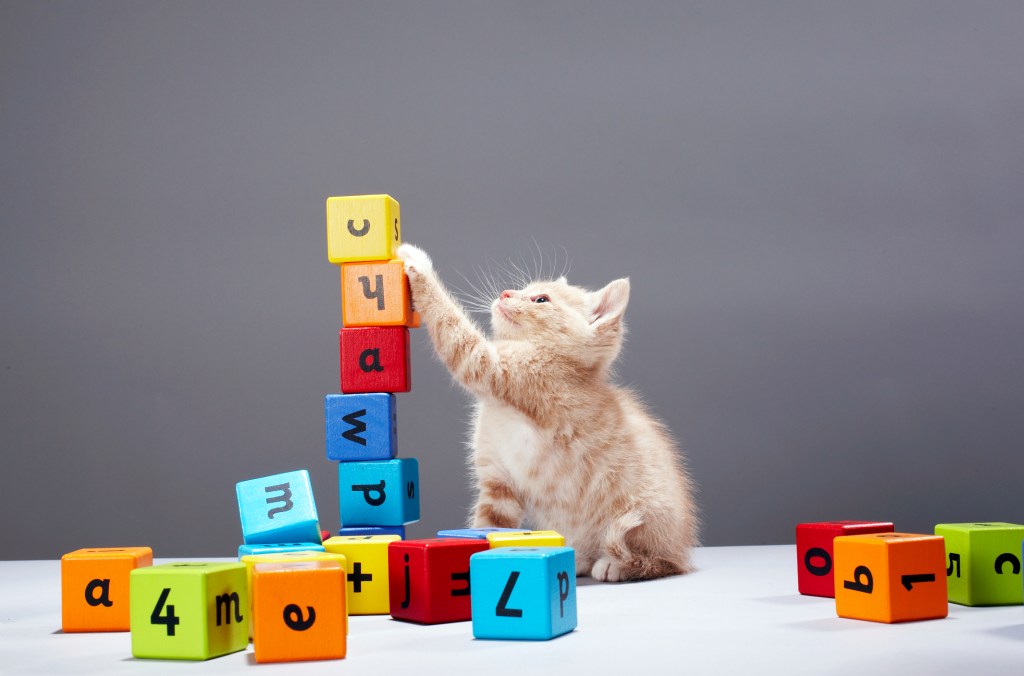 gato bebé jugando