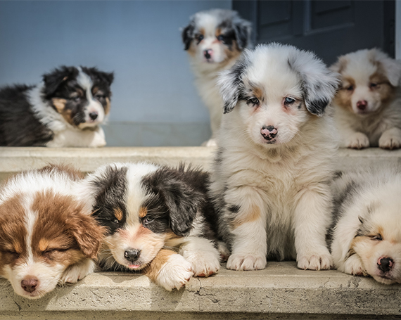 cachorros juntos