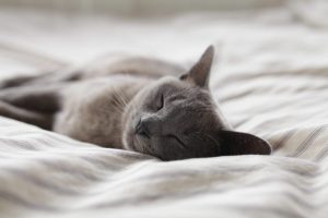 dormir con gatos cama