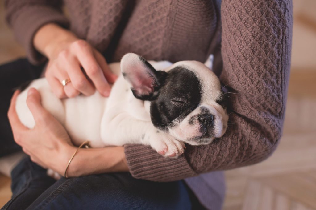 bulldog cachorro