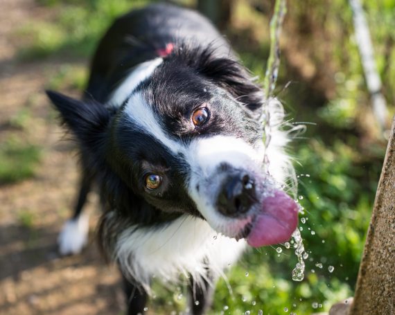 Border Collie bebe agua