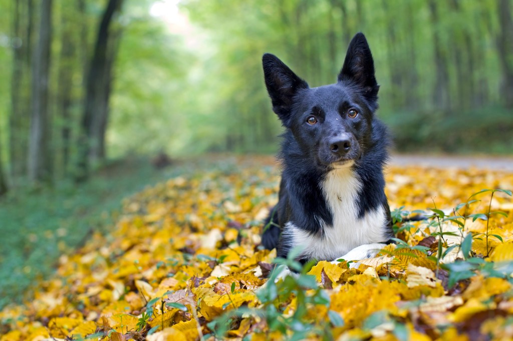 Border Collie en el bosque