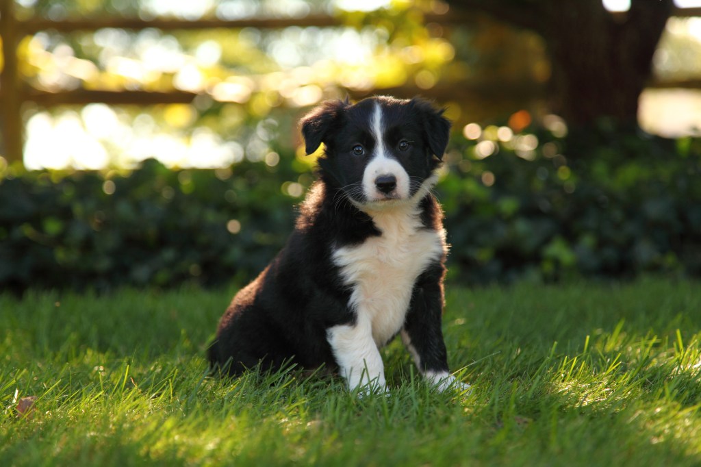 Border Collie en la hierba