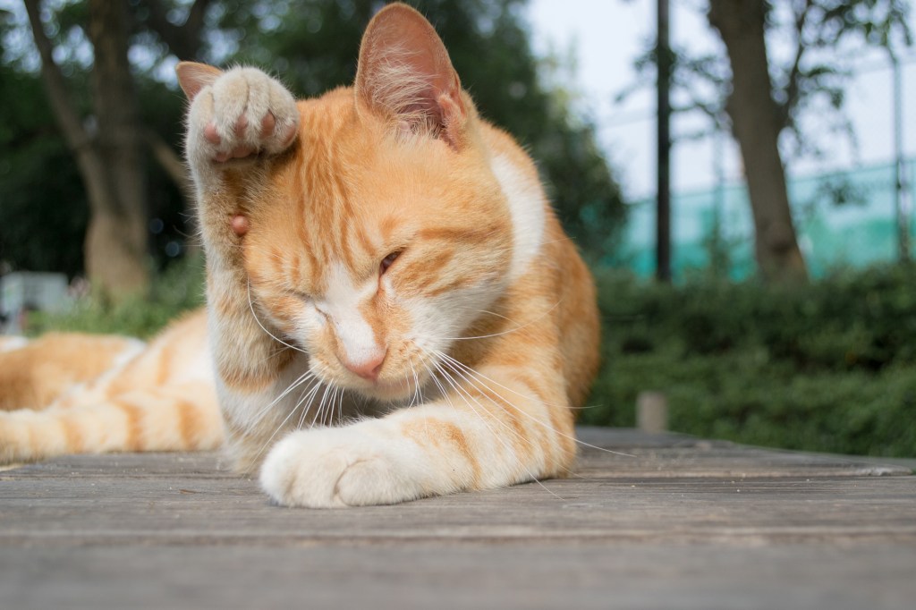 conjuntivitis en gato naranja