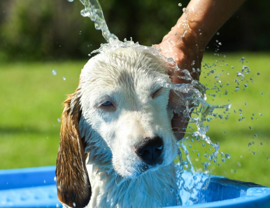 perro cuidado verano