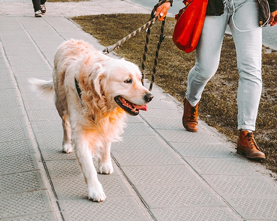 cuidadores para perro labrador