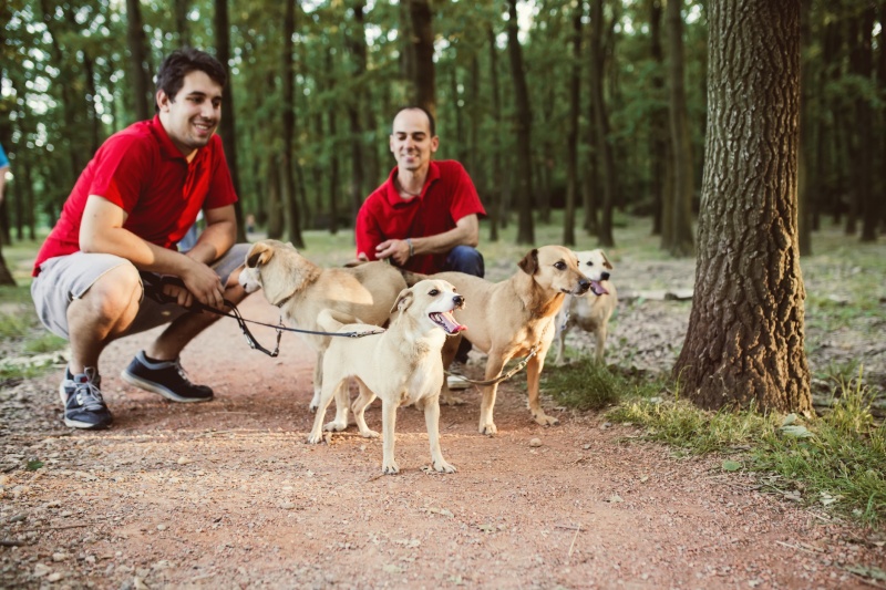 cuidadores para perros