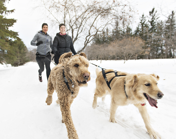 nieve y perros