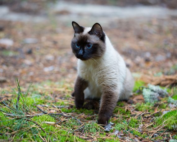 gato siamés hierba