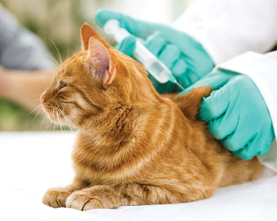 vacuna en gato rojo