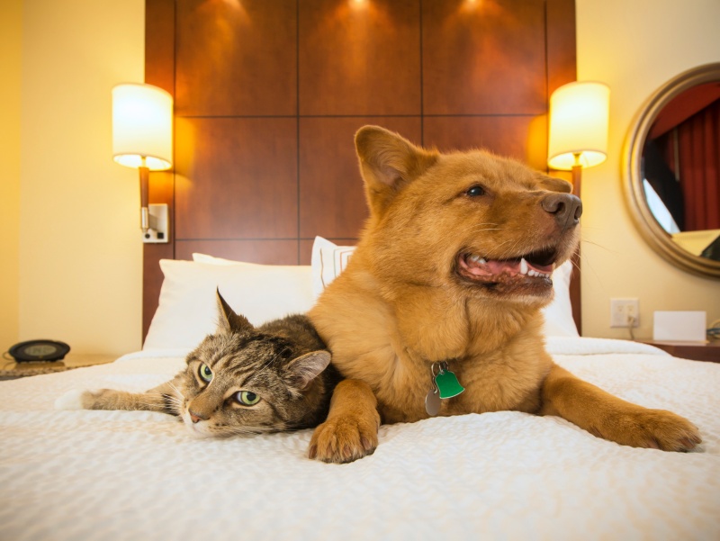 hoteles para gato y perro