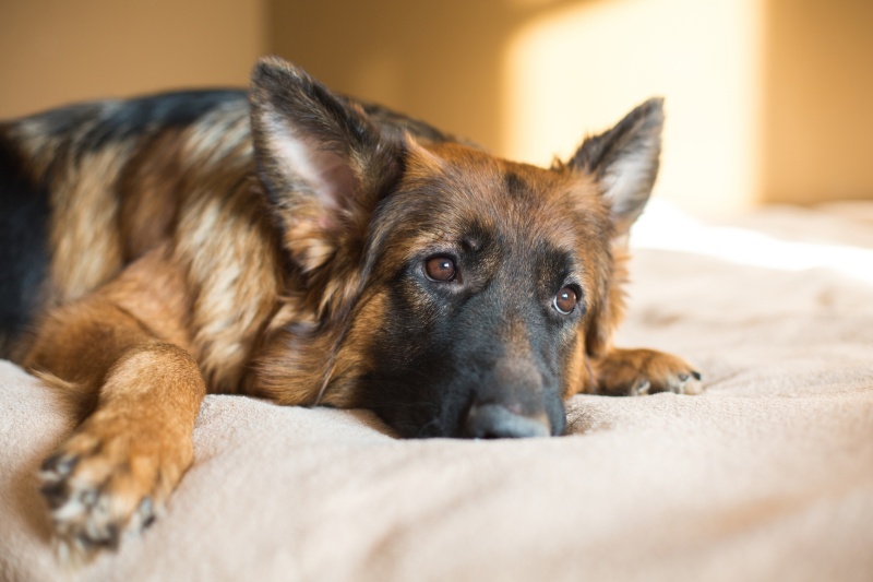 hoteles para perro triste