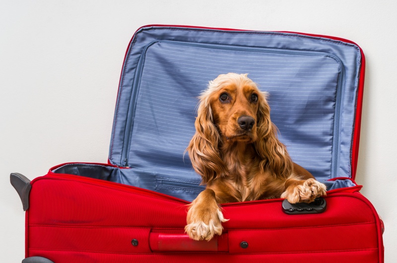 Documentación viajes mascota en maleta roja