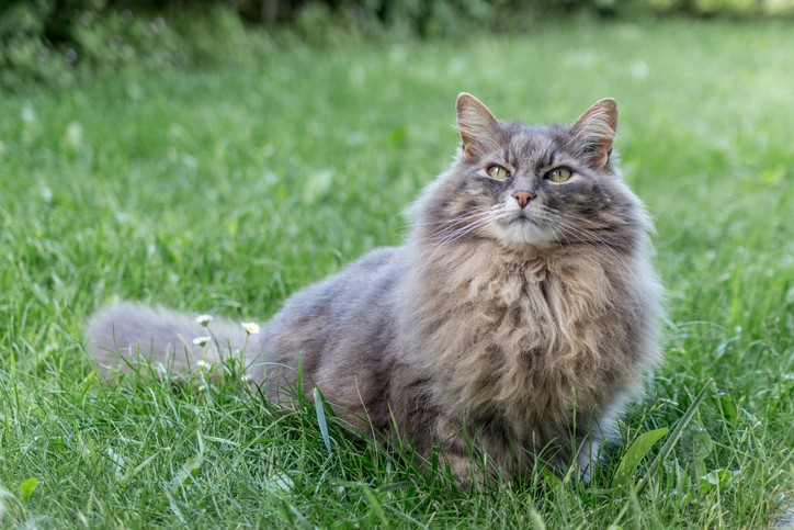 Maine Coon en la hierba