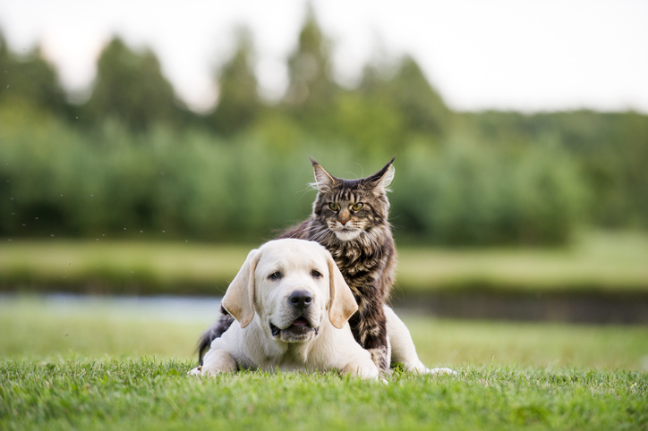 Maine Coon y labrador