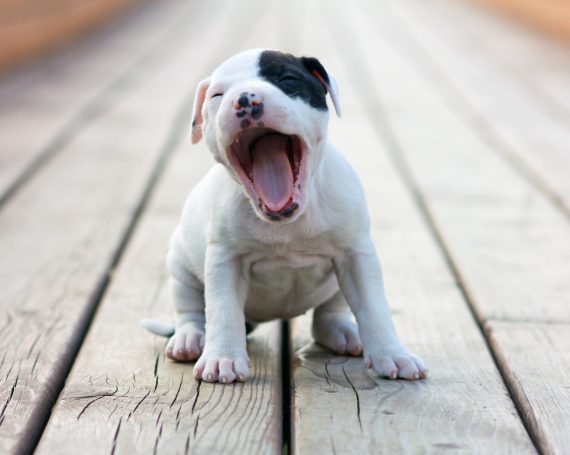 cachorro muerde en un muelle