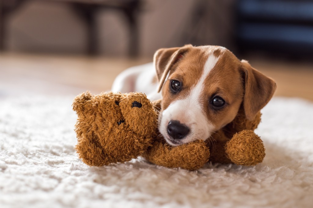 cachorro muerde con oso