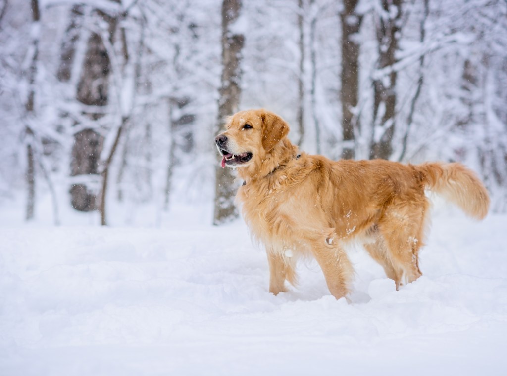 perro en la nieve