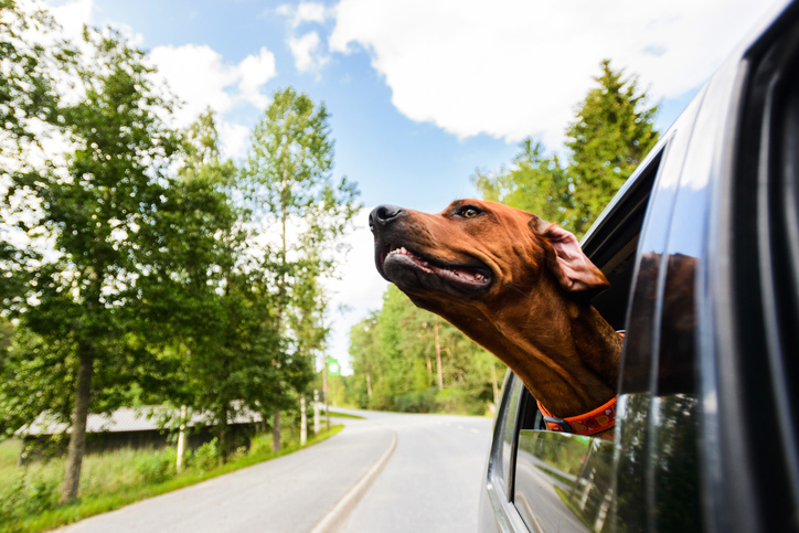 perro viento verano